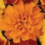 Seminte profesionale Tagetes patula - Craite pitice - imagine 48899